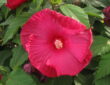 The Alluring Swamp Rose-Mallow
