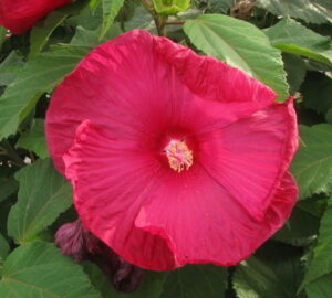 The Alluring Swamp Rose-Mallow