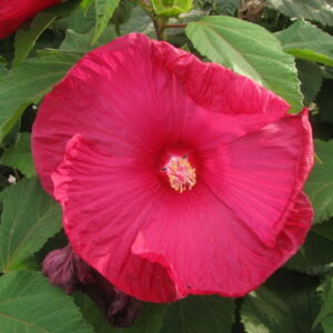 The Alluring Swamp Rose-Mallow