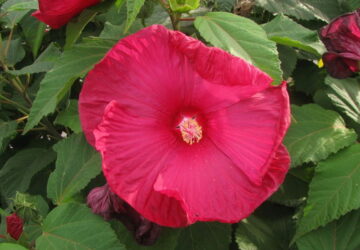 The Alluring Swamp Rose-Mallow