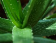 Aloe Vera: From Immortality Plant to Health Companion