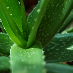 Aloe Vera: From Immortality Plant to Health Companion