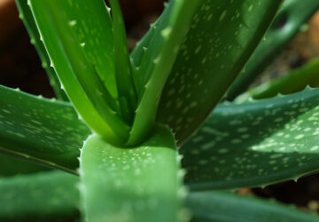 Aloe Vera: From Immortality Plant to Health Companion