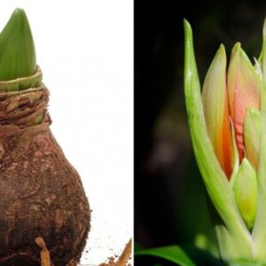 Nurturing Your Amaryllis After the Blooms
