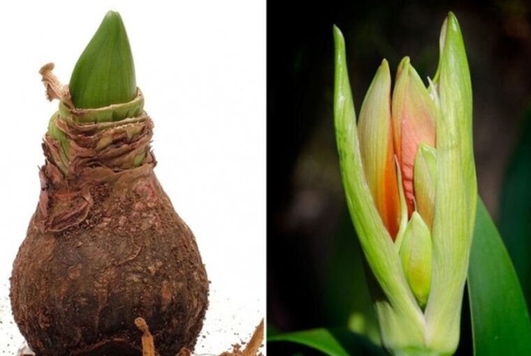Nurturing Your Amaryllis After the Blooms