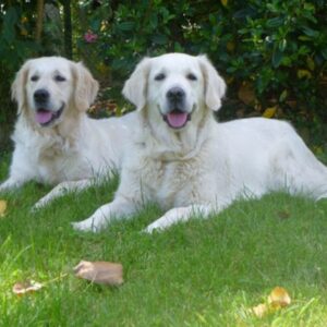 Tips for Making Your Garden Pet-Friendly