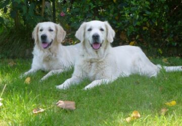 Tips for Making Your Garden Pet-Friendly