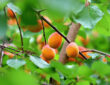 Pruning Tips for Apricot Trees