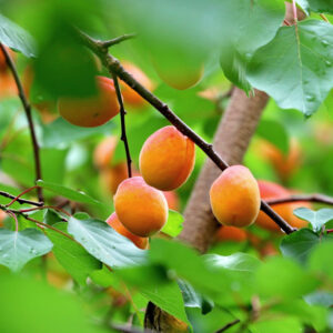 Pruning Tips for Apricot Trees