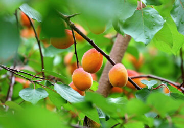 Pruning Tips for Apricot Trees