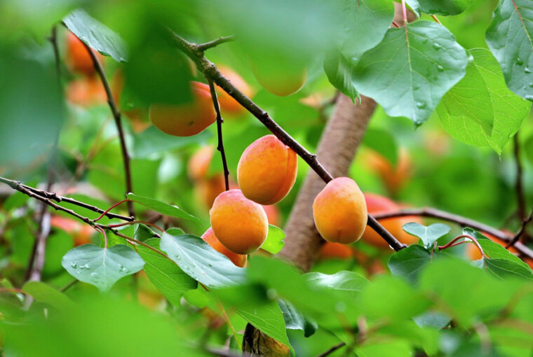 Pruning Tips for Apricot Trees