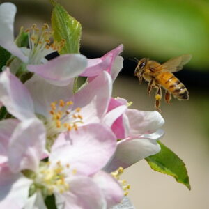 April Gardening Guide