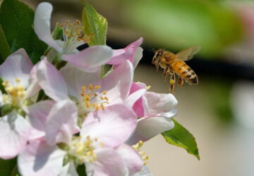 April Gardening Guide