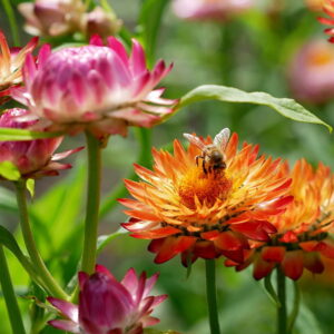 The Art of Dried Flower Bouquets