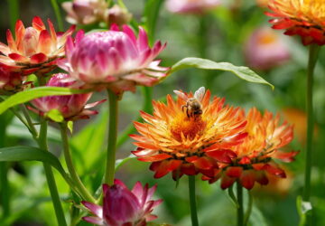 The Art of Dried Flower Bouquets