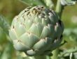 Grow Your Own Artichokes: A Unique Addition to Your Garden