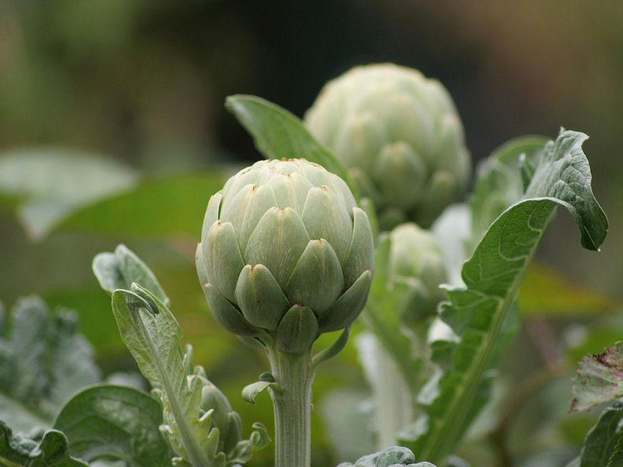 Grow Your Own Artichokes: A Unique Addition to Your Garden