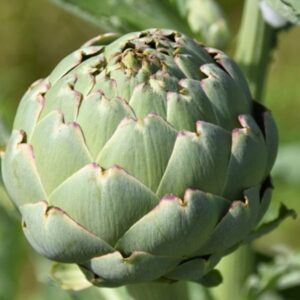 Grow Your Own Artichokes: A Unique Addition to Your Garden