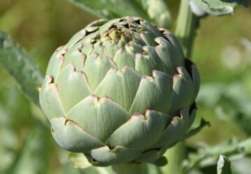 Grow Your Own Artichokes: A Unique Addition to Your Garden