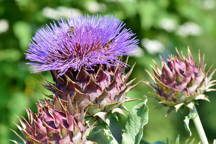 Grow Your Own Artichokes: A Unique Addition to Your Garden