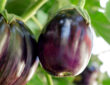 Tips for First-Time Eggplant Gardeners
