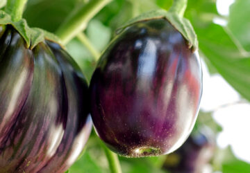 Tips for First-Time Eggplant Gardeners