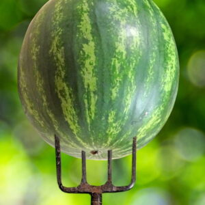 August Gardening To-Do List