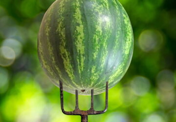 August Gardening To-Do List