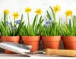 Growing Flower Bulbs in Pots and Window Boxes