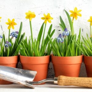 Growing Flower Bulbs in Pots and Window Boxes