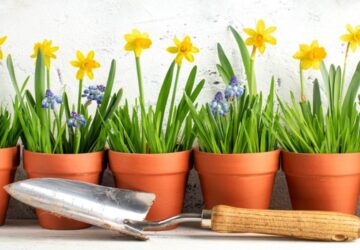 Growing Flower Bulbs in Pots and Window Boxes