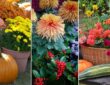 Transform Your Autumn Garden with Potted Plants