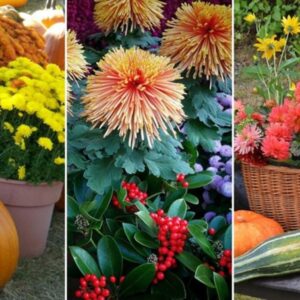 Transform Your Autumn Garden with Potted Plants
