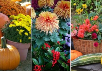 Transform Your Autumn Garden with Potted Plants