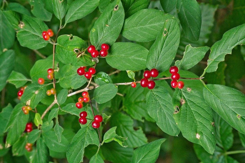 Autumn Berries in the Wild: Beware