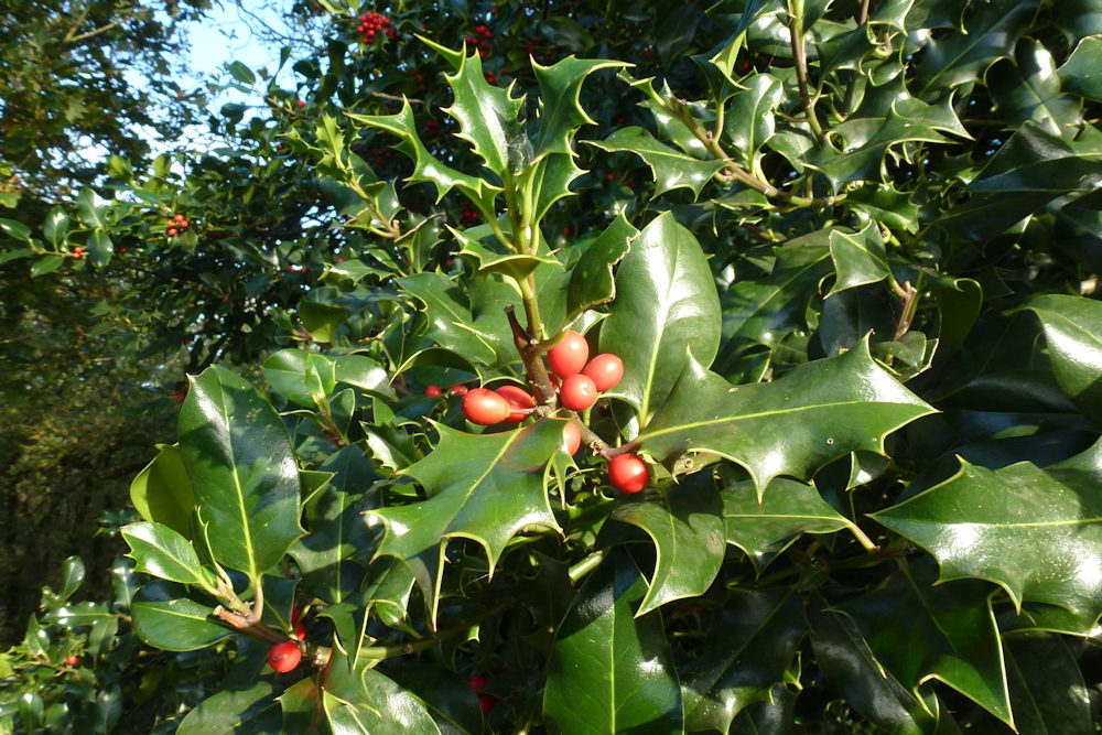 Autumn Berries in the Wild: Beware