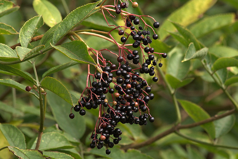 Autumn Berries in the Wild: Beware