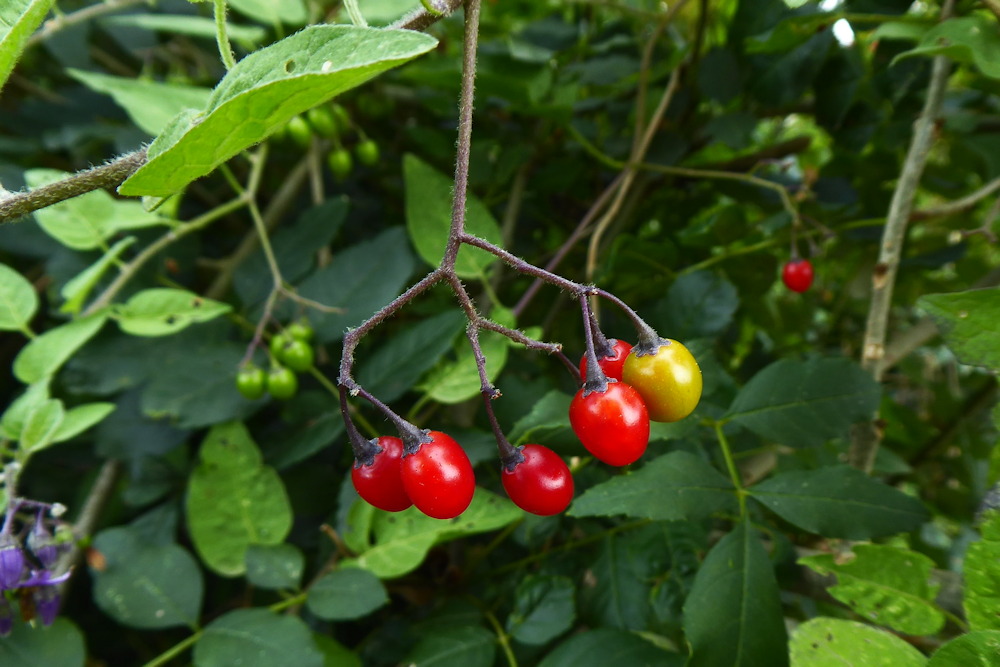 Autumn Berries in the Wild: Beware
