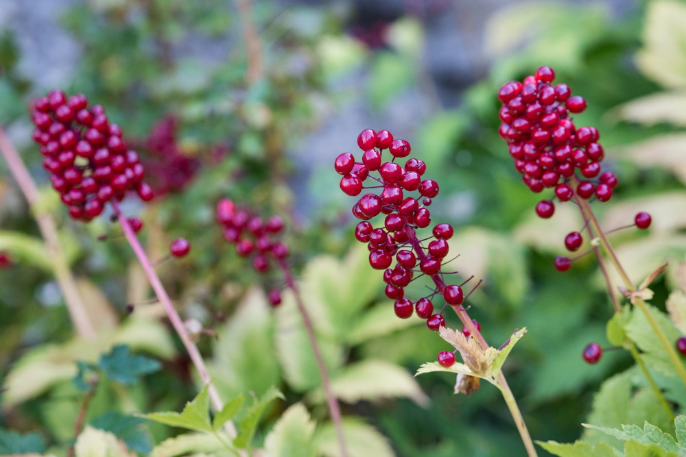 Autumn Berries in the Wild: Beware