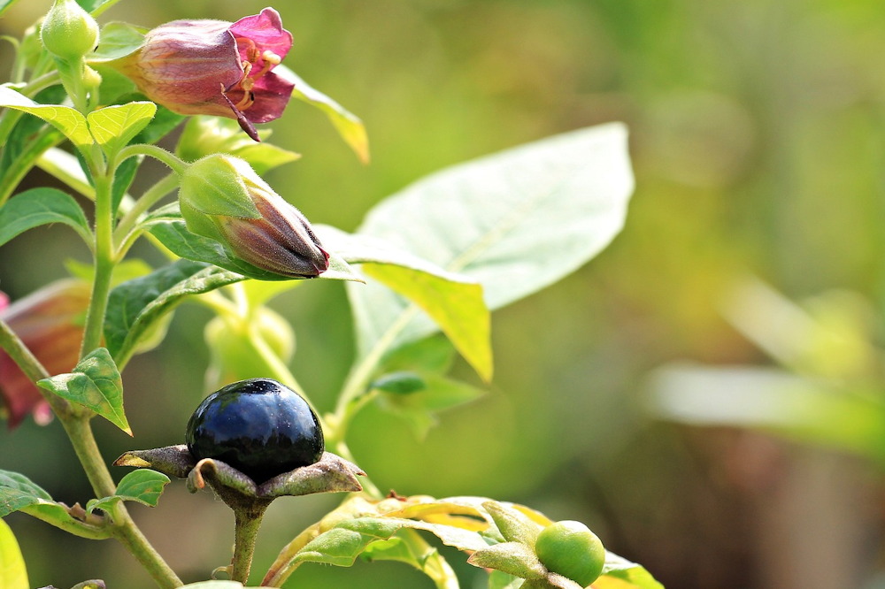 Autumn Berries in the Wild: Beware