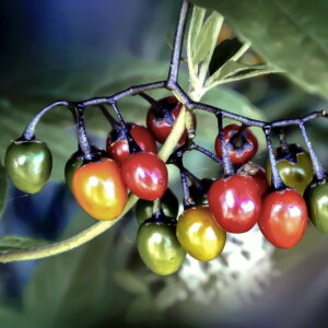 Autumn Berries in the Wild: Beware