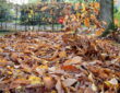 How to Make the Most of Fallen Leaves