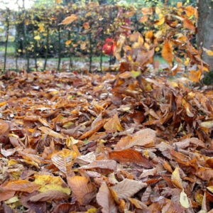 How to Make the Most of Fallen Leaves