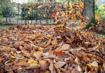 How to Make the Most of Fallen Leaves