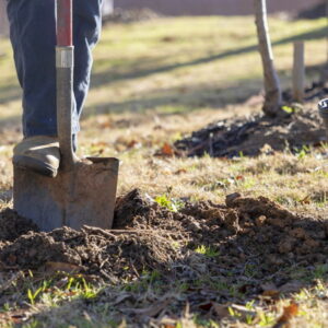 Autumn Planting for Home Gardeners