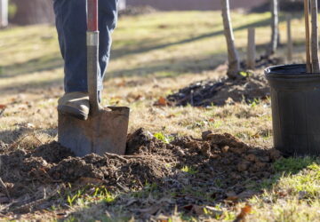 Autumn Planting for Home Gardeners