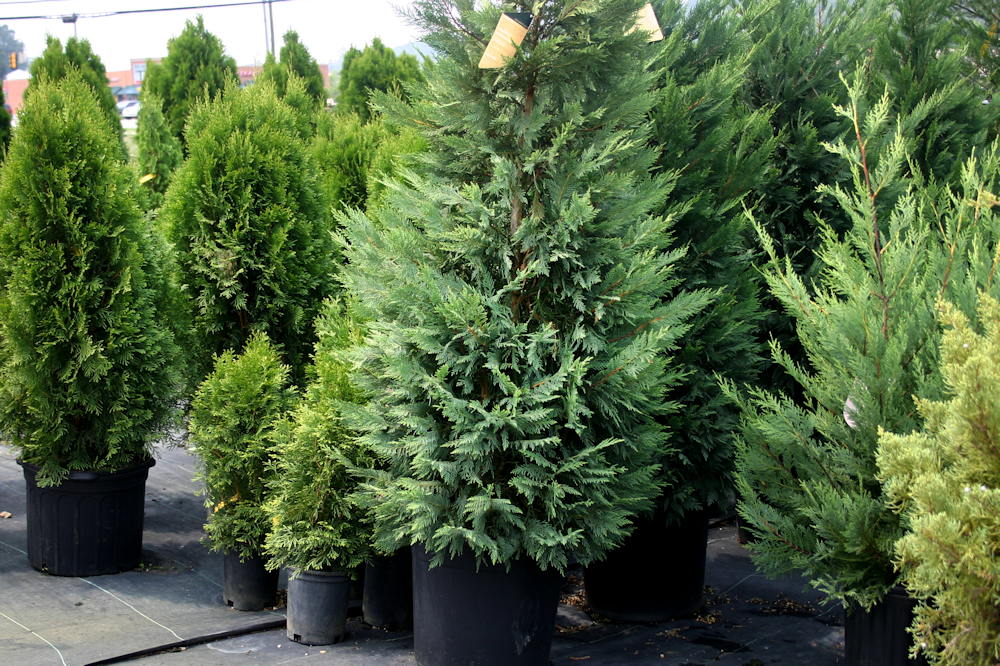 Autumn Planting for Home Gardeners