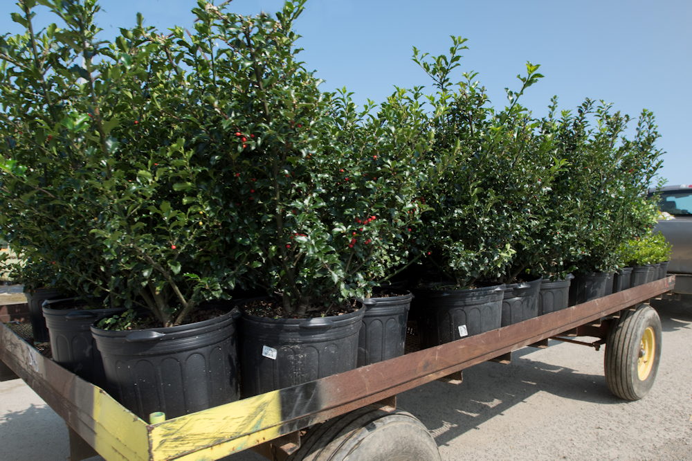 Autumn Planting for Home Gardeners