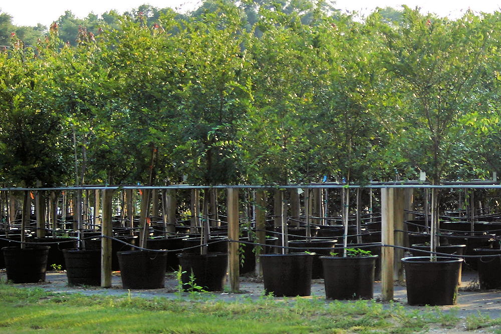 Autumn Planting for Home Gardeners