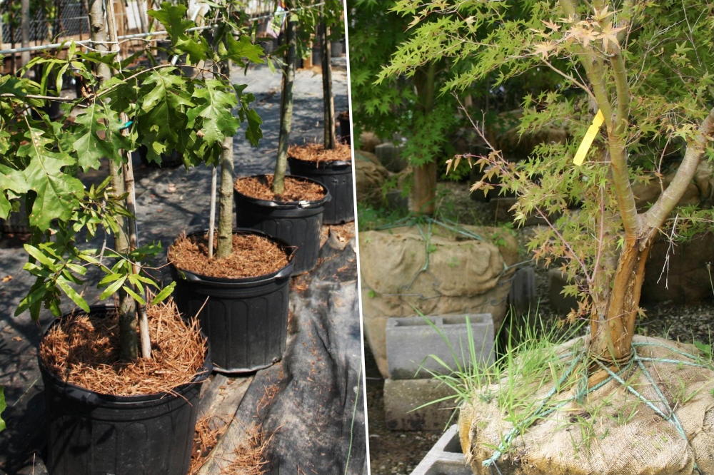 Autumn Planting for Home Gardeners